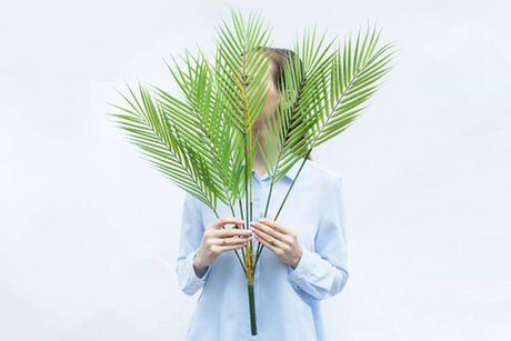 Куст Пальмы Арека 75см (6 веточек)