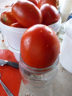 Помидоры - Amos Coli - Амос Коли