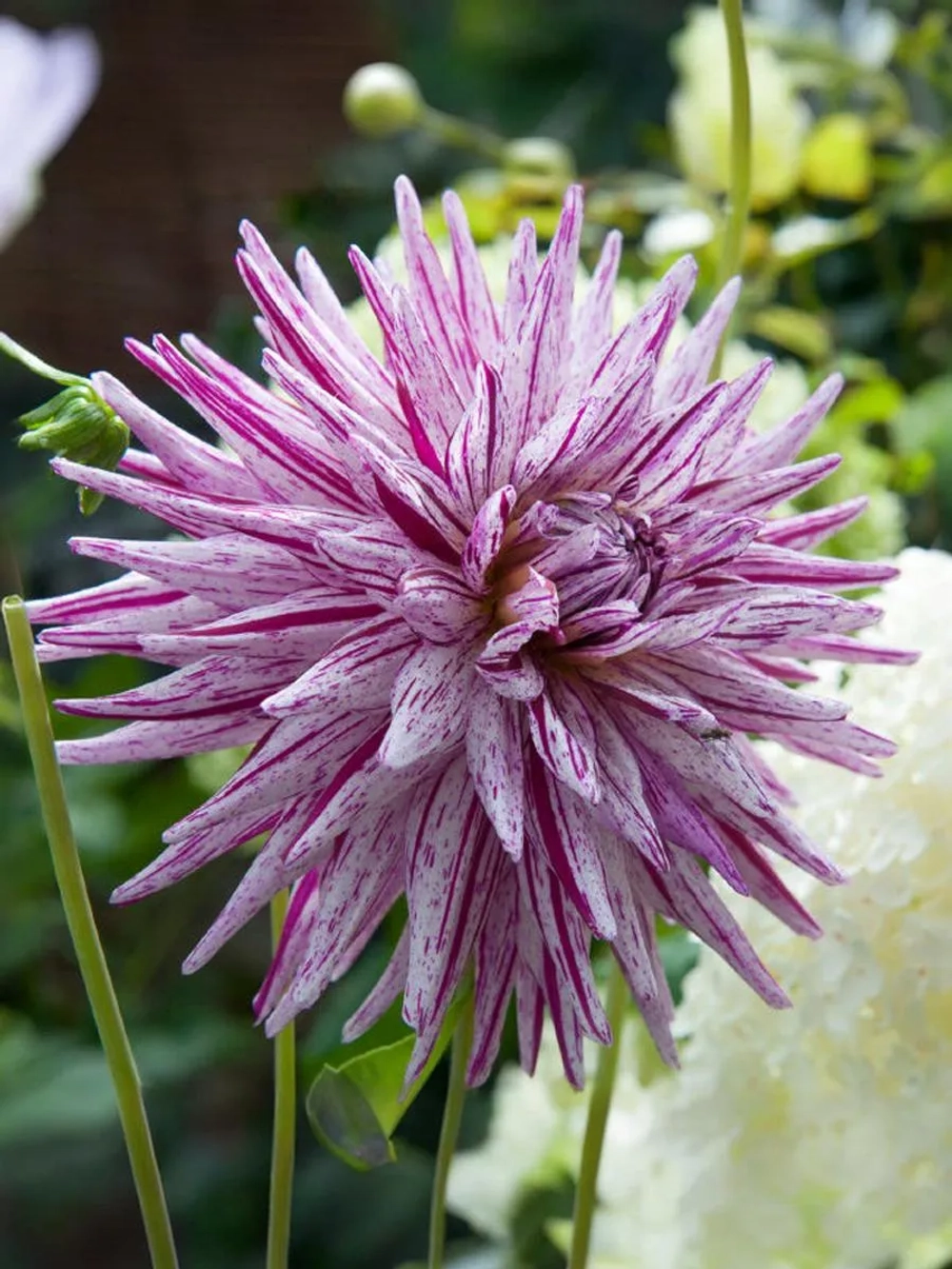 Георгин кактусовидный Хай Трио