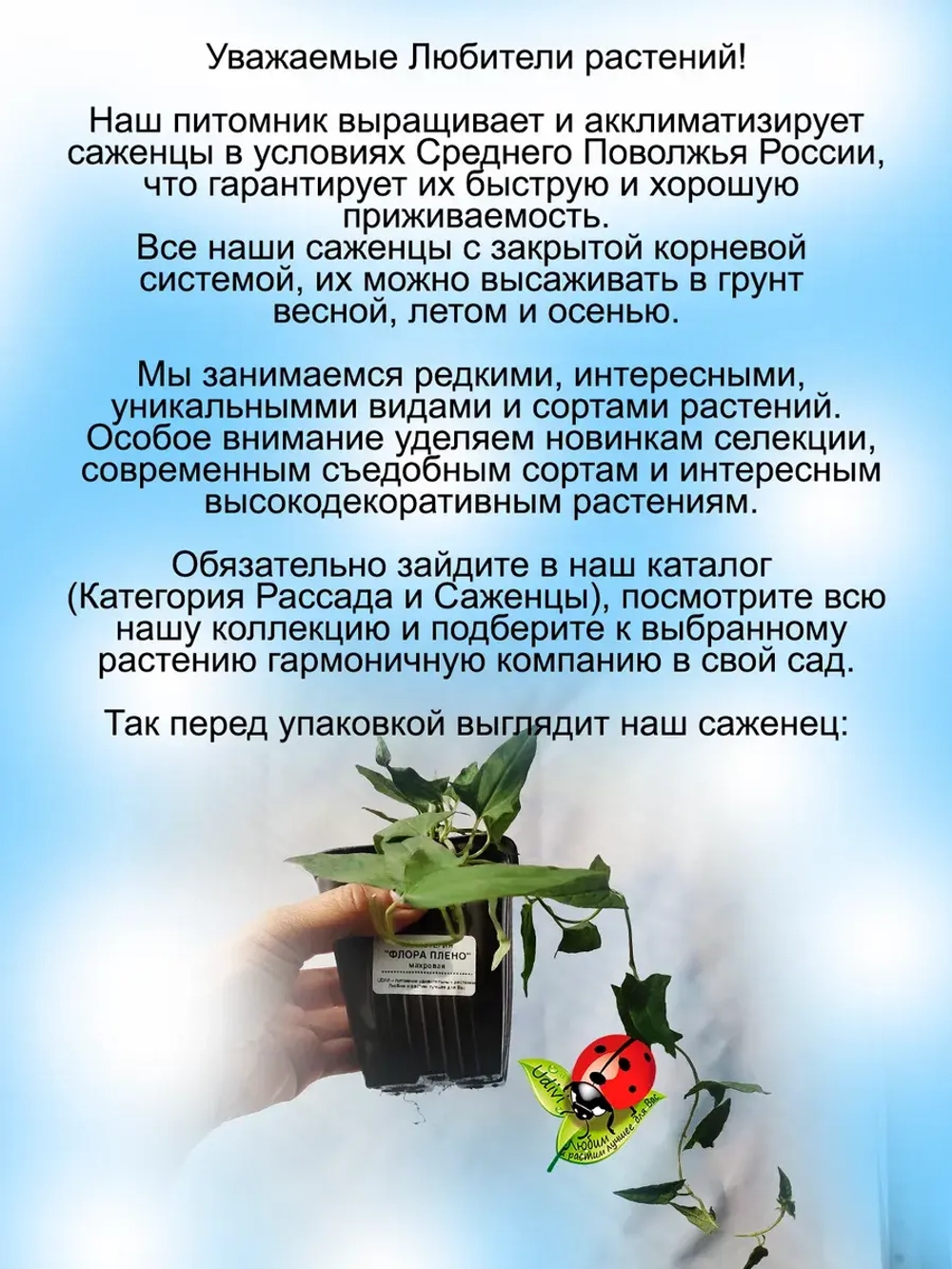 Калистегия Флора Плено сибирская роза
