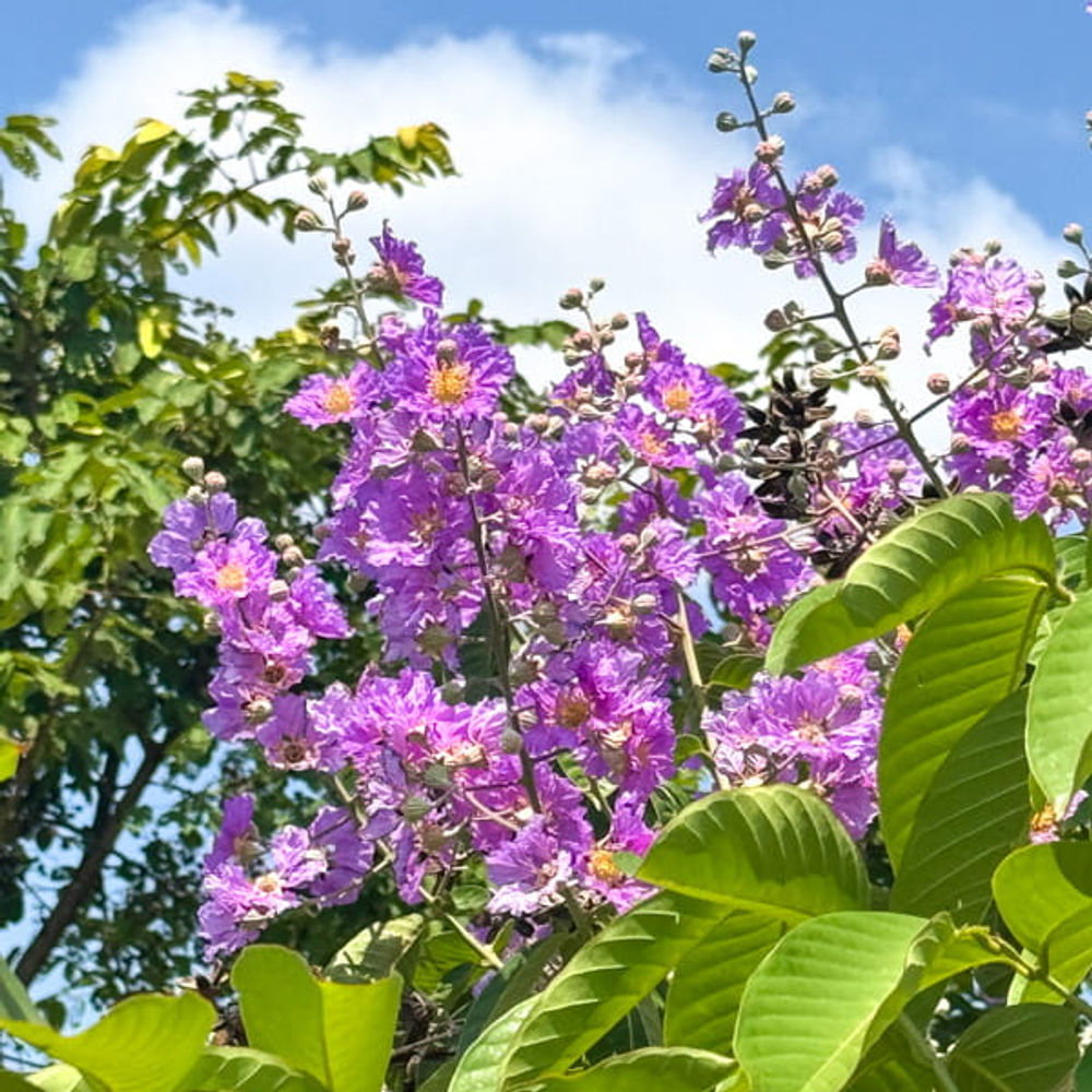 Лагерстремия обильноцветущая – Lagerstroemia floribunda