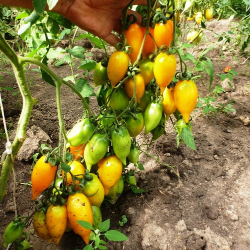 Помидоры Akmore Treasure – Сокровище