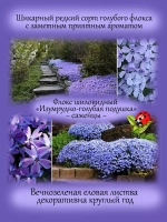 Флокс Эсмеральд Кашен Блю шиловидный голубой