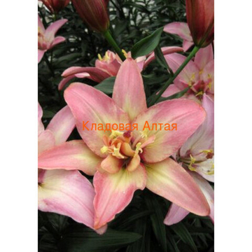 Лилия Дабл Трабл