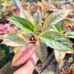 Аглаонема SARI