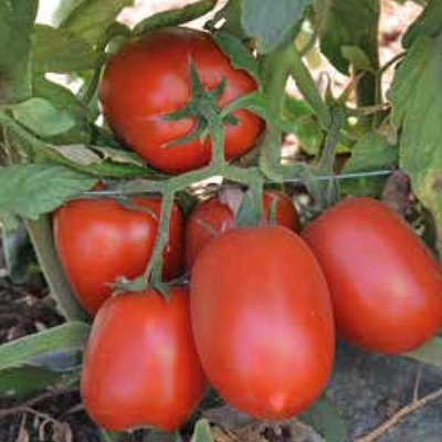 Калиста F1 семена томата детерминантного (Hazera / Хазера)