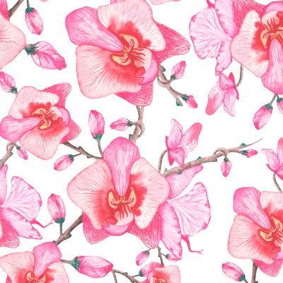 Розовые орхидеи