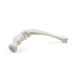 Demo Bone