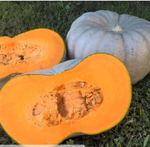 Тыква Сампсон F1 - Sampson 1000 семян