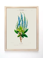 Постер настенный в багетной раме "Ботаника" 42*32 см
