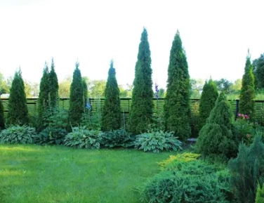 Туи по волшебной цене