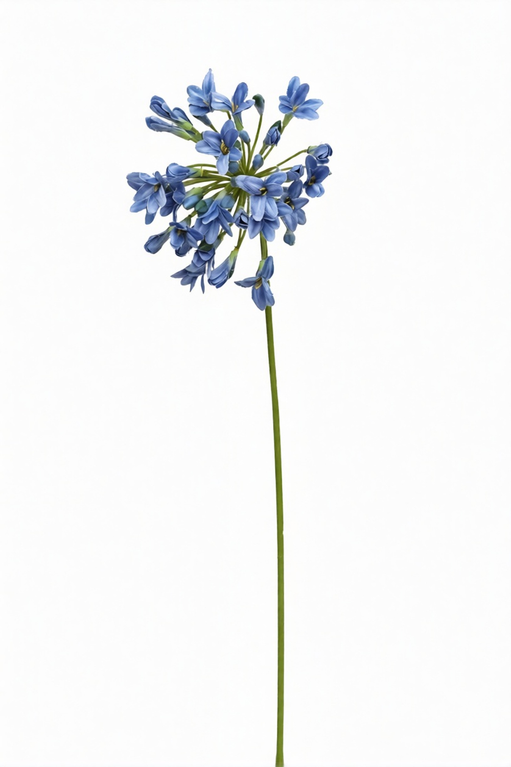 Агапантус 75 см