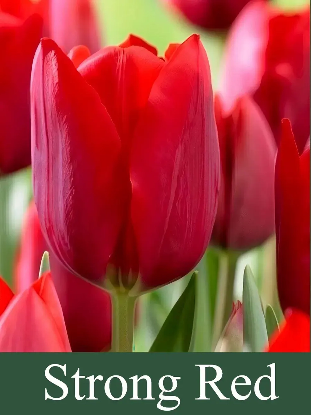Тюльпаны Strong Red 4 шт, набор луковиц