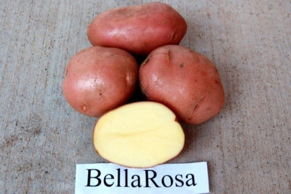 Картофель Беллароза, комплект из 10 клубней