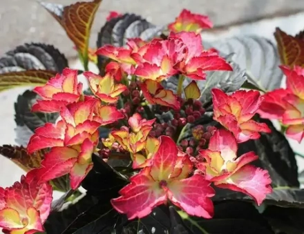 Дарк Эндгел Ред («Дарк Энджел Ред») С2 Европа весна 2026 г.