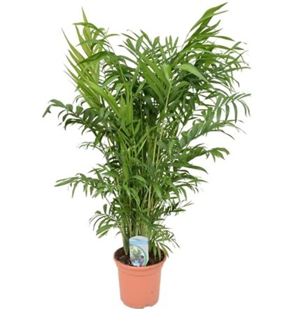 Пальма Хамедорея Элеганс