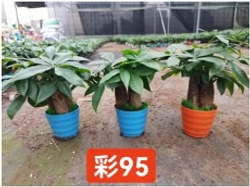 Пахира Three-Branch пластиковый горшок