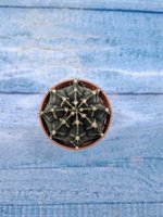 Gymnocalycium Friedrichii (Гимнокалициум)