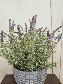 Лаванда Прованс в кашпо Этно