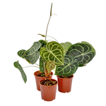 Антуриум хрустальный