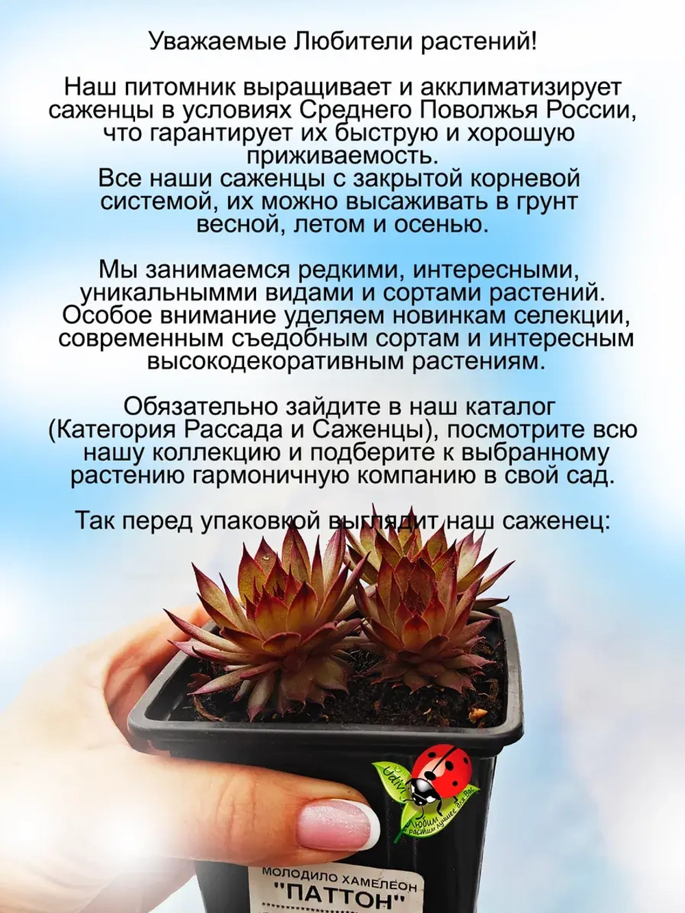 Молодило Паттон бежево-бордовое