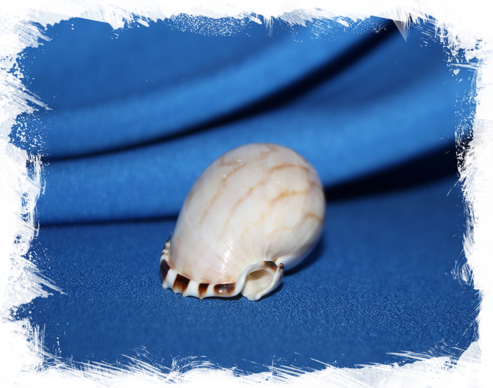 Касмария эринацеус