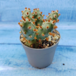 Tephrocactus Molinensis Red Glochids (Тефрокактус)