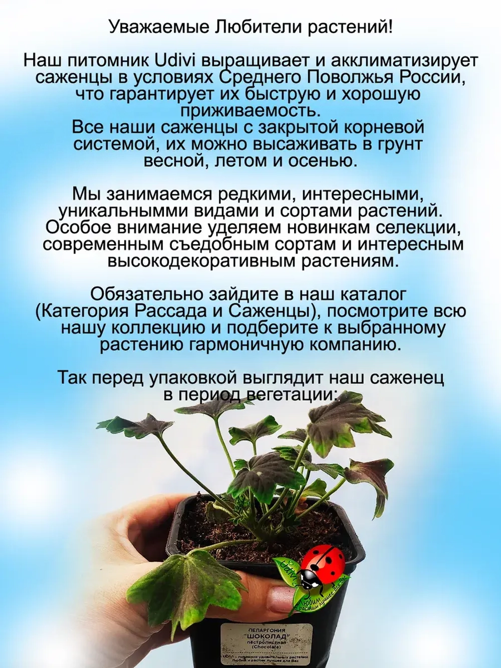 Пеларгония Шоколад пёстролистная