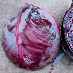 Рокси F1 семена капусты краснокочанной (Seminis / Семинис)