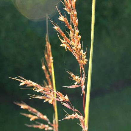 Сорговник колеблющийся "Active Volcano". Sorgastrum nutans "Active Volcano".