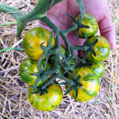 Помидоры Abracazebra - Абраказебра