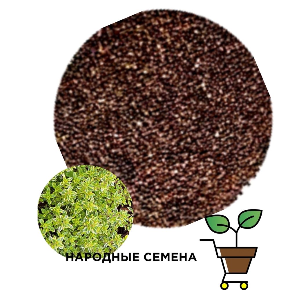 семена Тимьяна