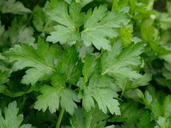 Фиделио семена петрушки (Enza Zaden / Энза Заден)