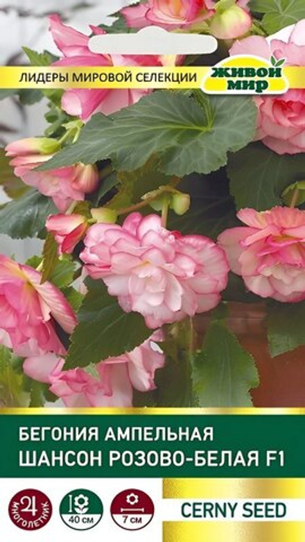 Бeгoния ампельная "ЖМ. Шaнcoн Двyцвeтнaя poзoвo-бeлaя F1" 10шт, Чехия.