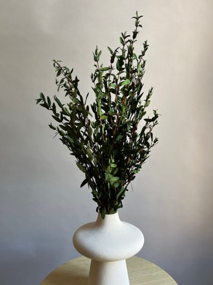 Эвкалипт Парвифолия стабилизированный болотный