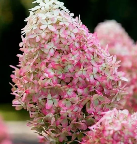 Гортензия метельчатая Royal Flower в контейнере 0,5л