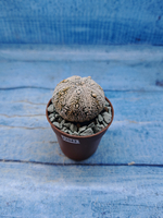 Astrophytum Asterias "Super Kabuto" (Астрофитум)