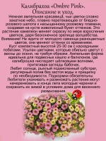 Калибрахоа Омбре Пинк