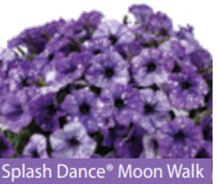 ЕВРО Петуния Splash Moon Walk ОКС укорененные черенки В наличии