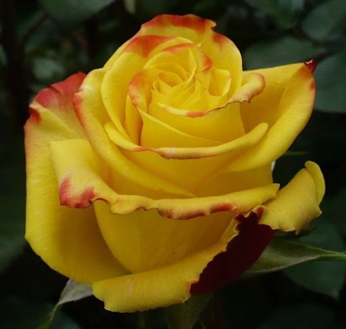 Роза чайно-гибридная Еллоу Меджик &quot;Yellow Magic&quot;