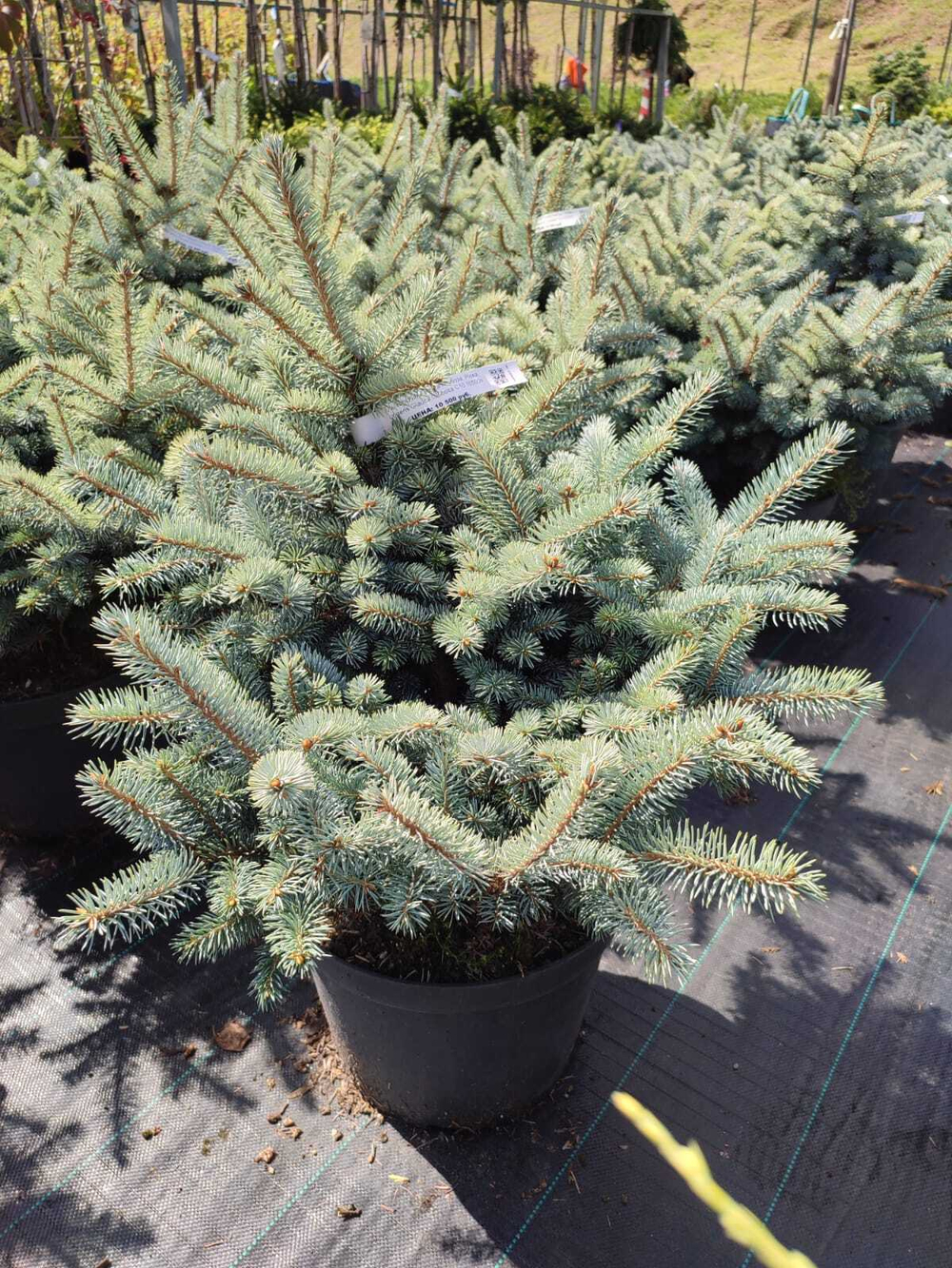 Ель колючая 'Glauca Globosa'