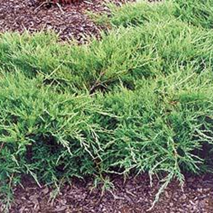 Можжевельник Пфитцериана Компакта (Juniperus pfitzeriana Compactа) р9 август 2026 г