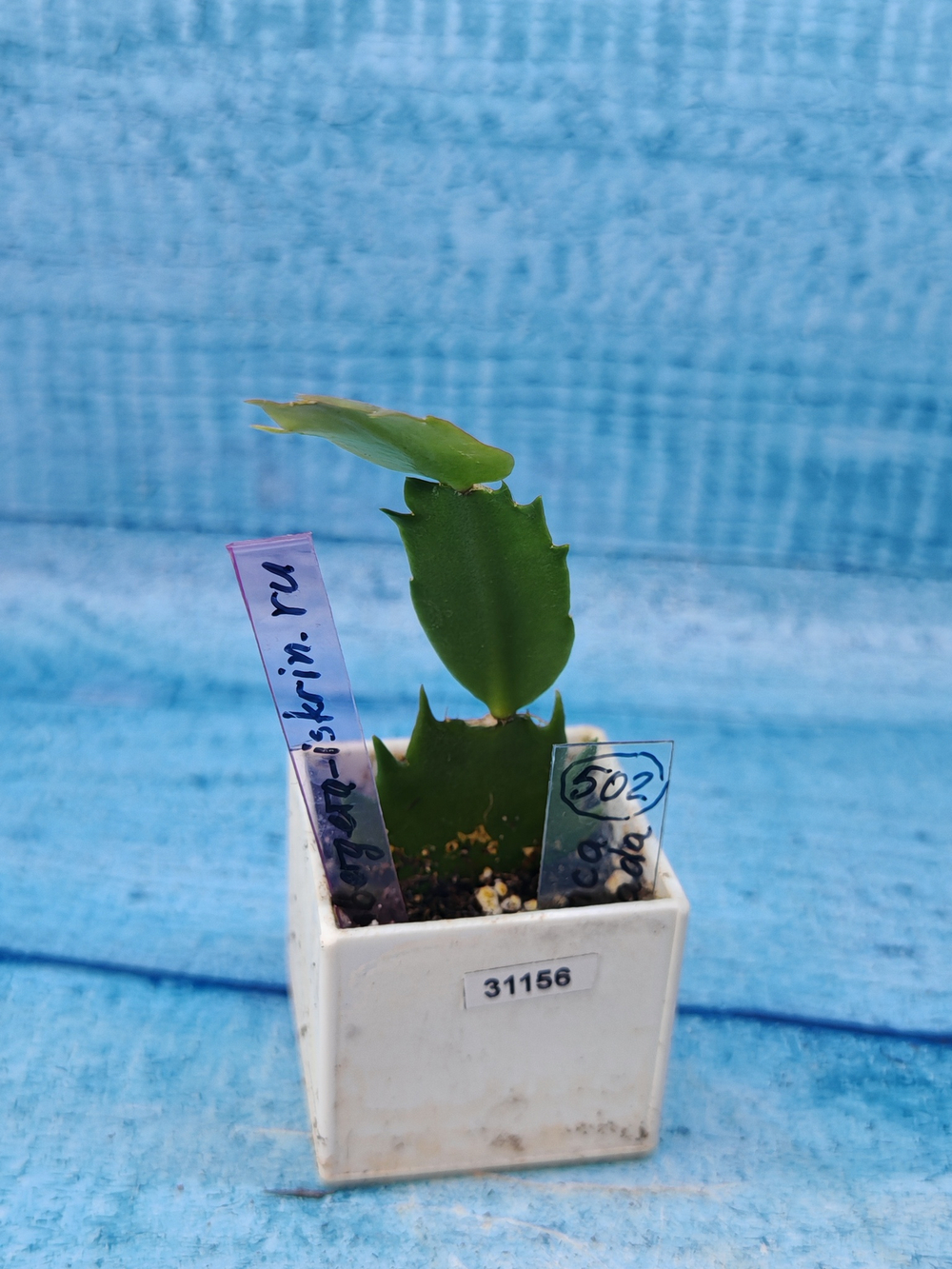 Schlumbergera cv. Branca Dobrada (Шлюмбергера)
