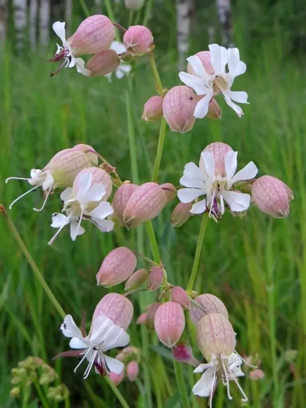 Семена Смолевка обыкновенная (Silene vulgaris) 1 гр