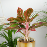 Аглонема Крит 12/35