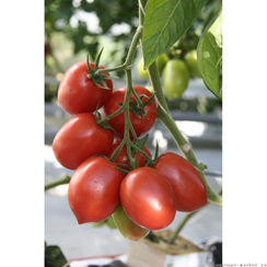 Армата F1 семена томата индетерминантного (Гавриш)