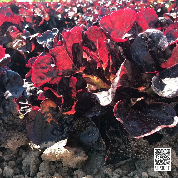 Сатудай семена салата дуболистного (Rijk Zwaan / Райк Цваан) в поле – фото 5