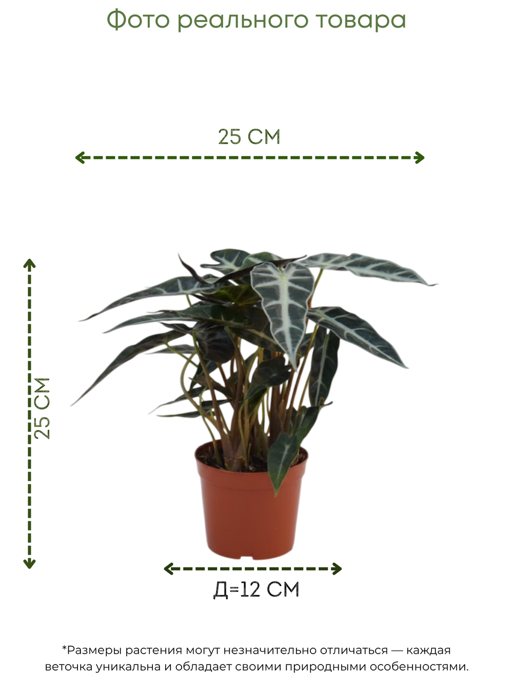 White Aesthetic Indoor Plant Sale Instagram Story