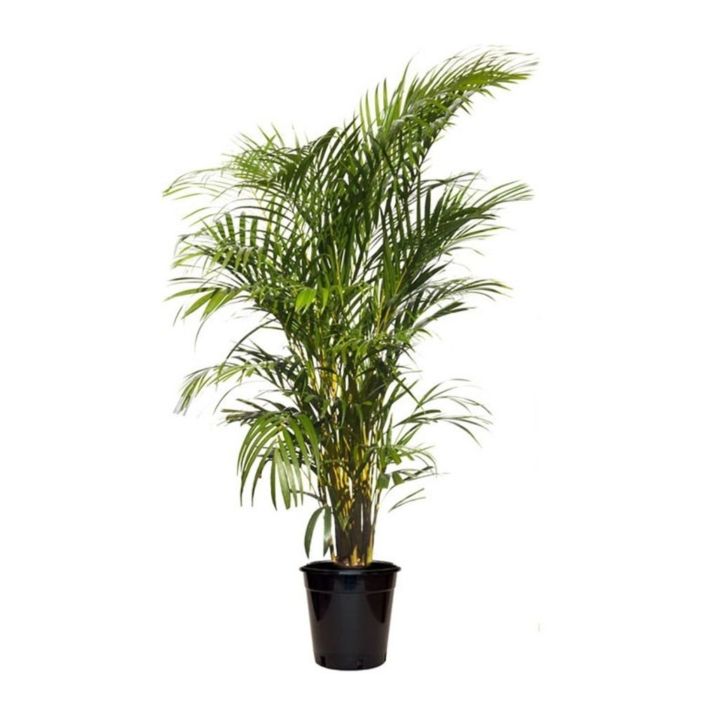 Хризалидокарпус