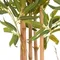 Бамбук высота 175 см